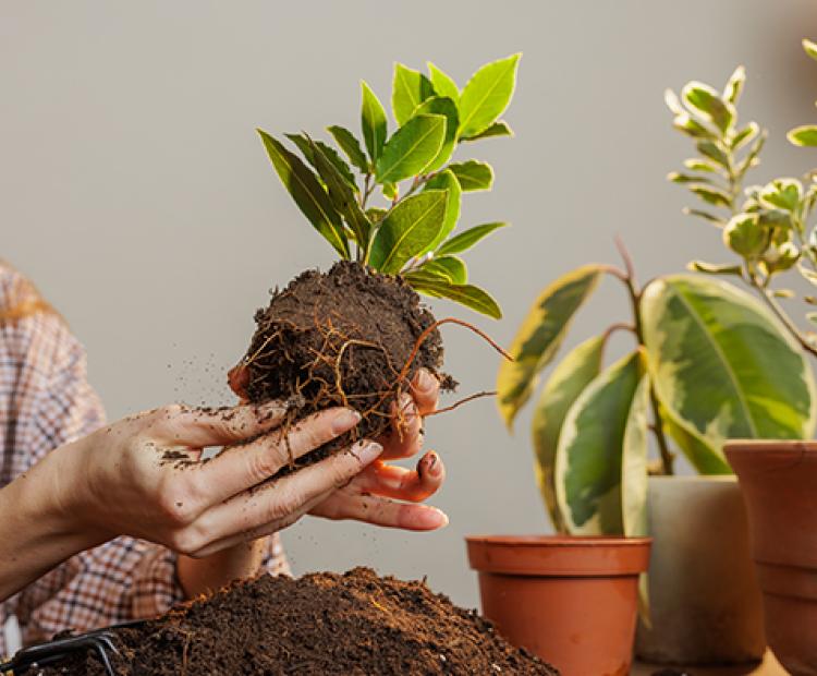 Plantas 