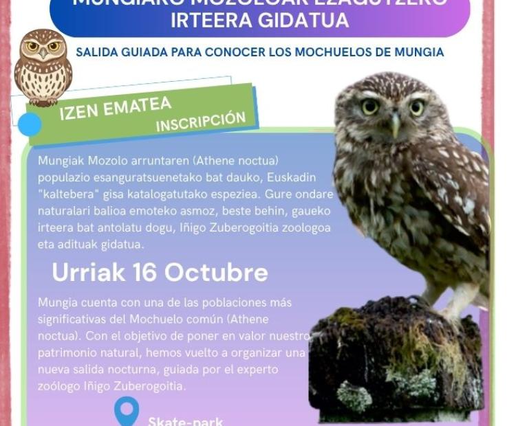 mochuelo