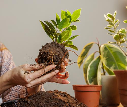 Plantas 