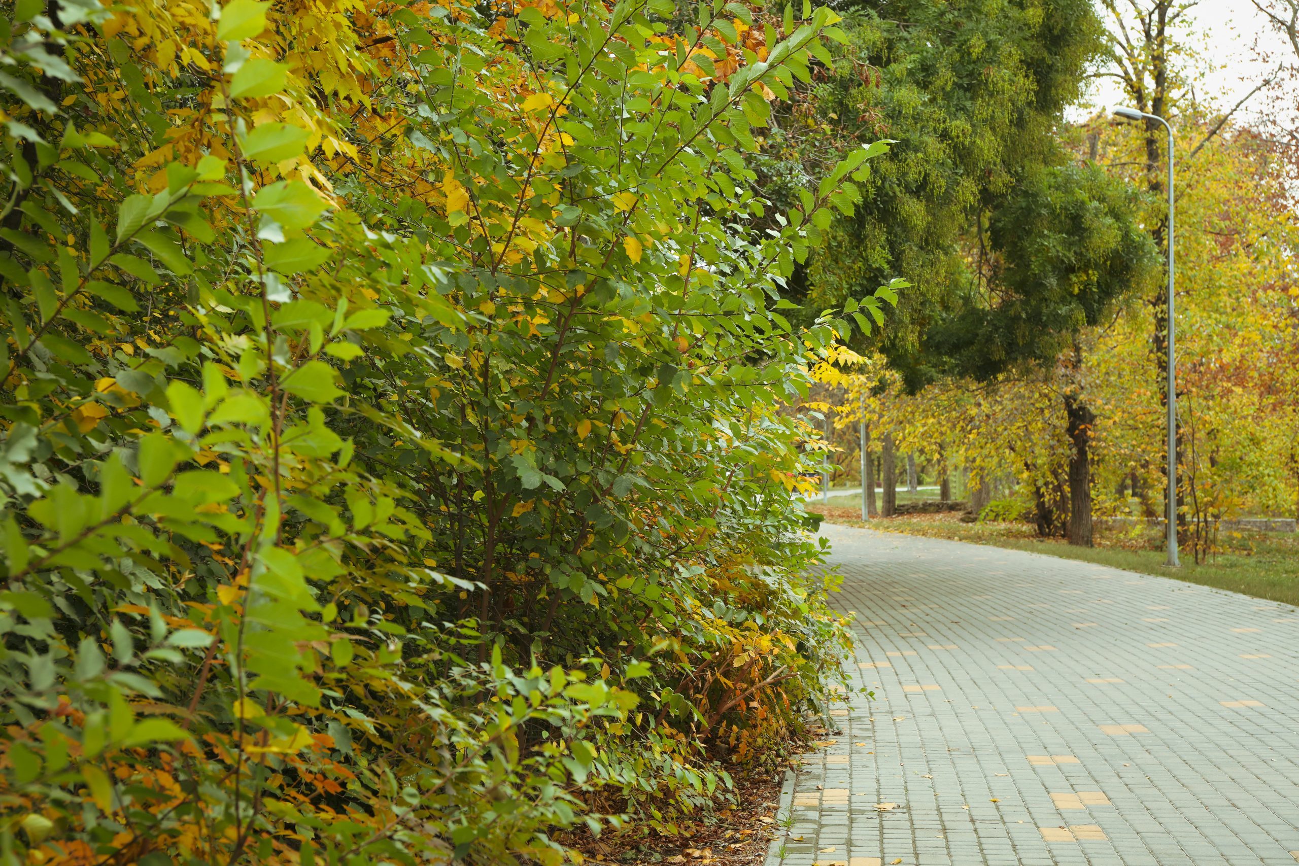 City park with paths in autumn day